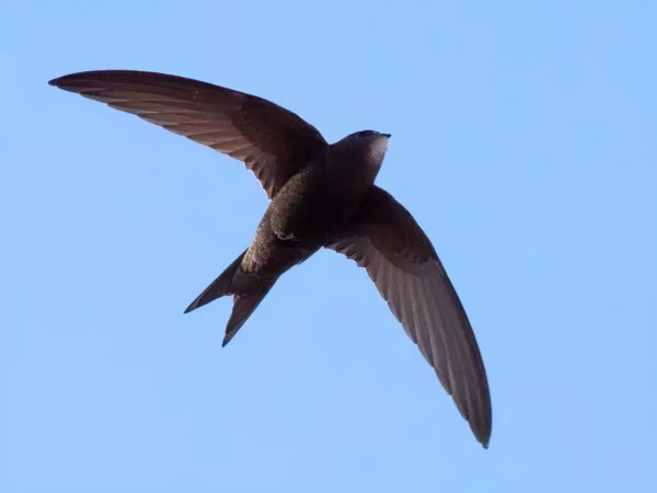 燕窝是什么东西怎么形成的