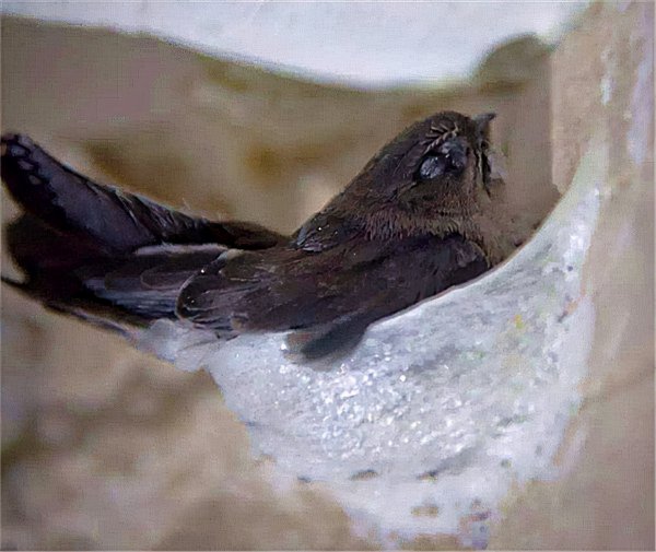 燕窝是什么东西怎么形成的