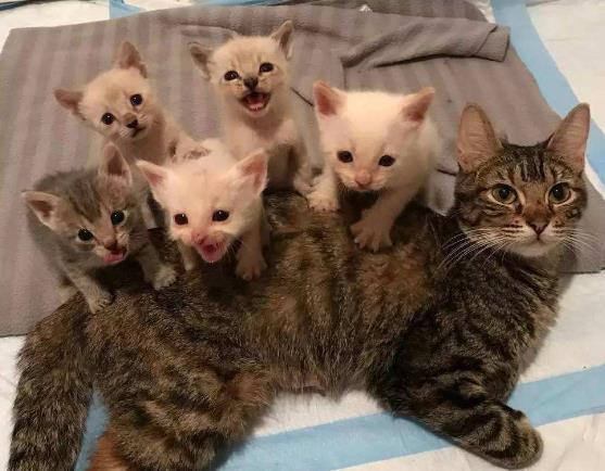 猫咪配种需要几天