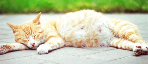 猫咪配种需要几天