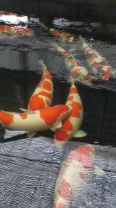 锦鲤是什么意思寓意什么 锦鲤的含义以及它象征了什么