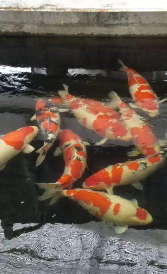 锦鲤是什么意思寓意什么