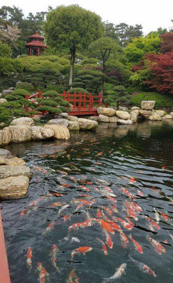 锦鲤是什么意思寓意什么