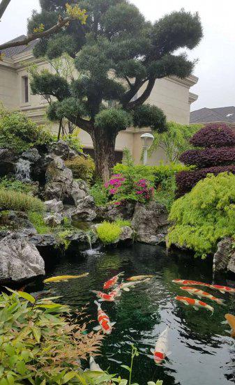 锦鲤是什么意思寓意什么