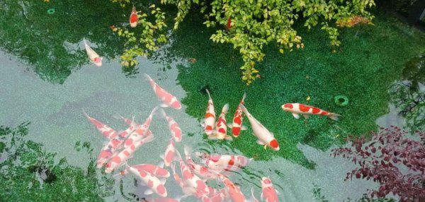 锦鲤是什么意思寓意什么