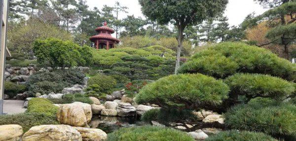 锦鲤是什么意思寓意什么