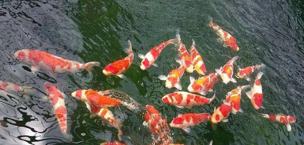 锦鲤是什么意思寓意什么