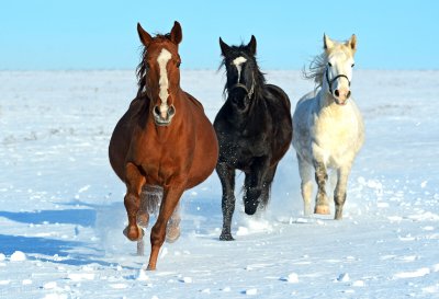 骡子有公母之分吗 骡子分公母为什么不能生育后代