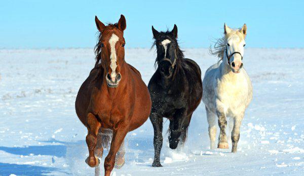 骡子有公母之分吗