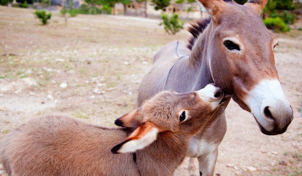 骡子有公母之分吗