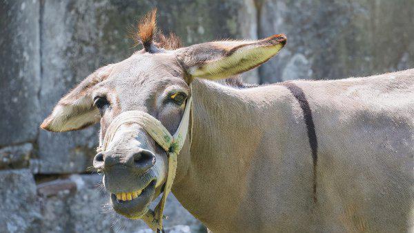 骡子有公母之分吗