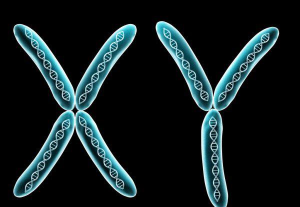 骡子有公母之分吗