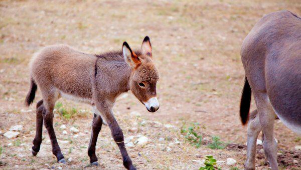 骡子有公母之分吗