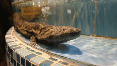 娃娃鱼的叫声是什么声音 大鲵的声音是什么样子的