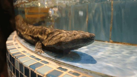 娃娃鱼的叫声是什么声音