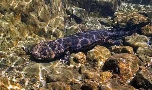 娃娃鱼的叫声是什么声音