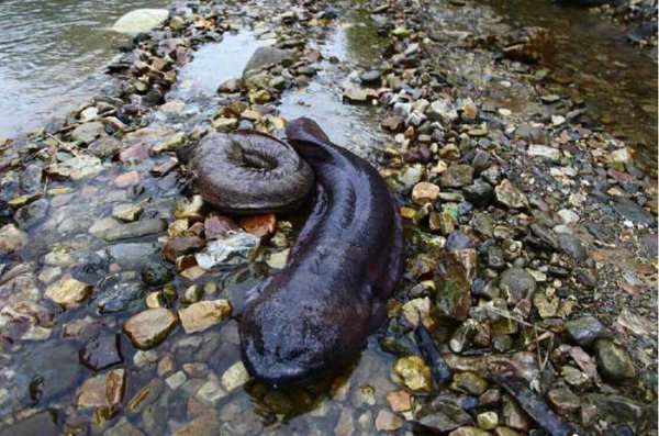 娃娃鱼的叫声是什么声音
