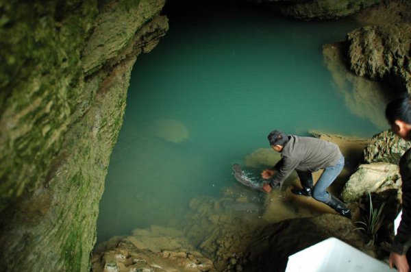 娃娃鱼的叫声是什么声音