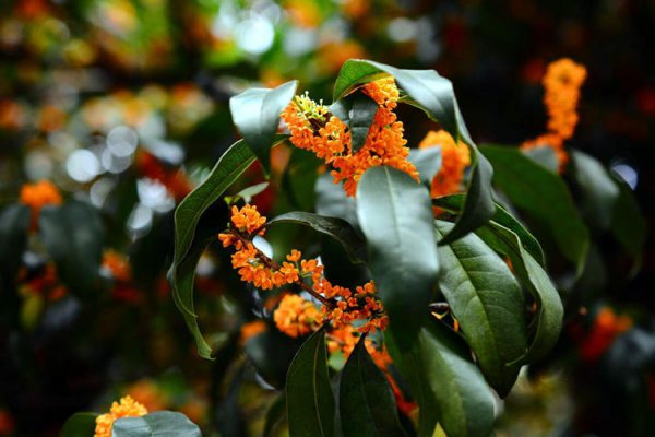 中国十大最香的花排名