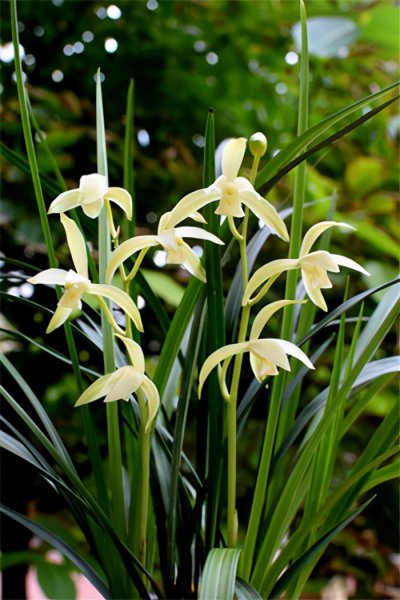 中国十大最香的花排名