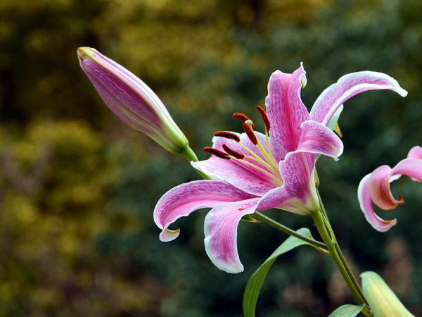 中国十大最香的花排名