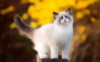 养布偶猫一个月的花费