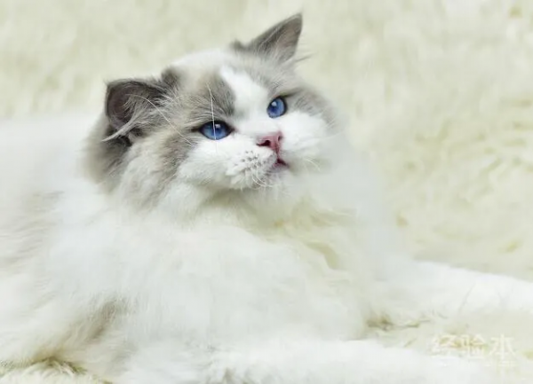 养布偶猫一个月的花费