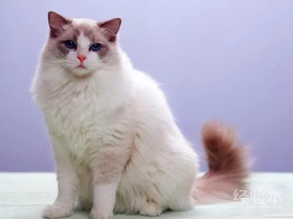 养布偶猫一个月的花费