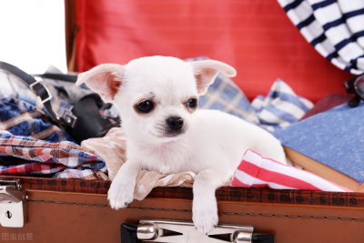 长不大的狗狗有哪些品种 为什么有些狗狗长不大呢