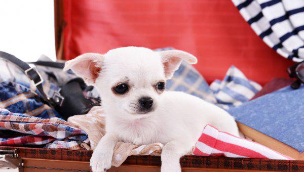 长不大的狗狗有哪些品种