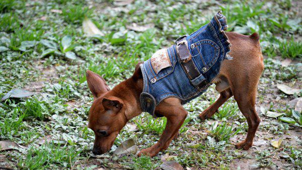 长不大的狗狗有哪些品种