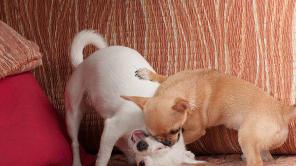 长不大的狗狗有哪些品种