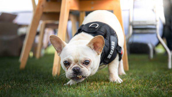 长不大的狗狗有哪些品种