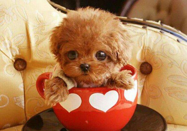 长不大的狗狗有哪些品种