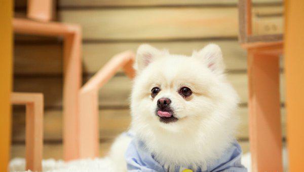 长不大的狗狗有哪些品种