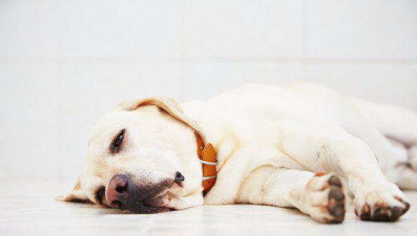 长不大的狗狗有哪些品种