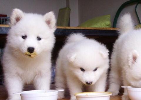 长不大的狗狗有哪些品种