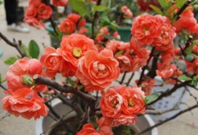 杜鹃花花语象征意义和精神 一般代表什么感情与寓意