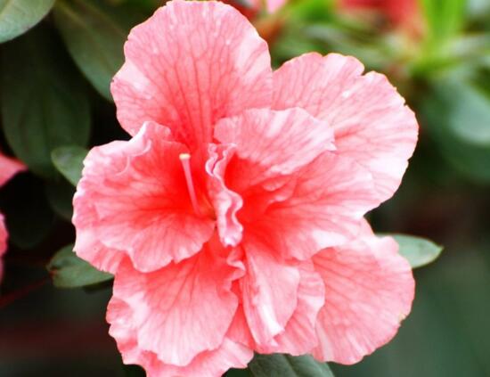 杜鹃花花语象征意义和精神