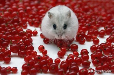 仓鼠跑丢了在家里面如何找它出来 快速找仓鼠回来窍门