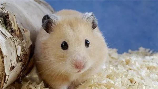 仓鼠跑丢了在家里面如何找它出来