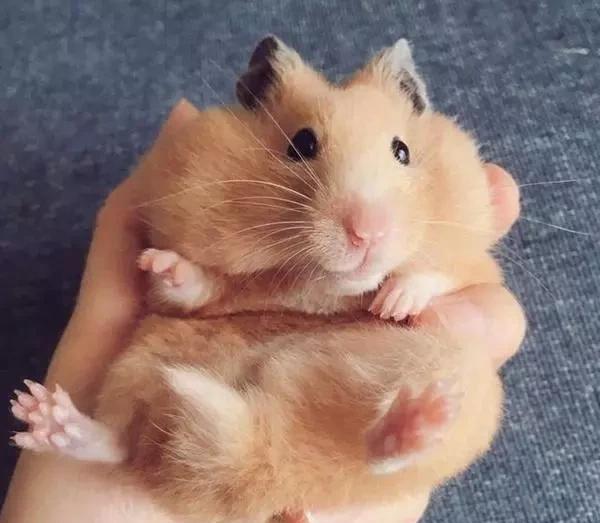 仓鼠跑丢了在家里面如何找它出来