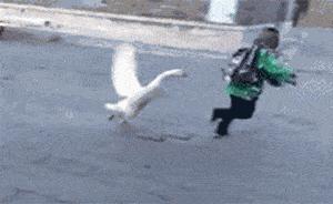 狮头鹅为什么那么贵