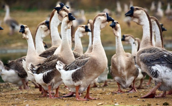 狮头鹅为什么那么贵