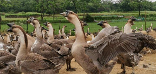 狮头鹅为什么那么贵