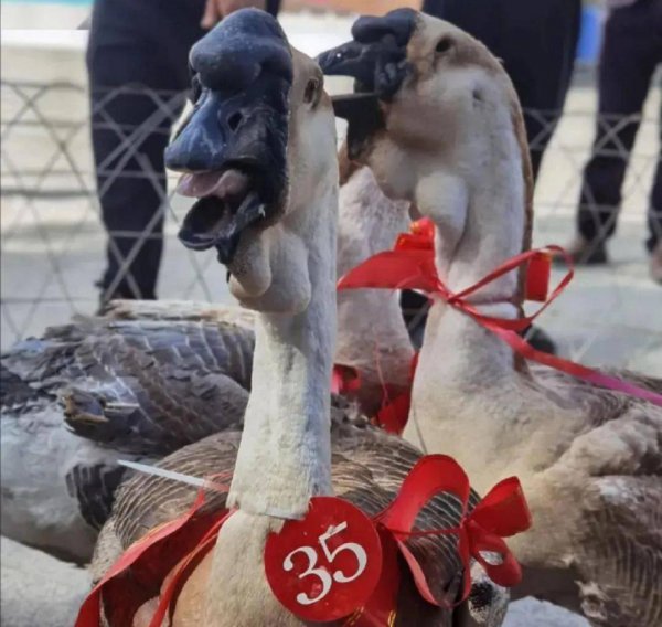 狮头鹅为什么那么贵