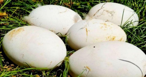 狮头鹅为什么那么贵