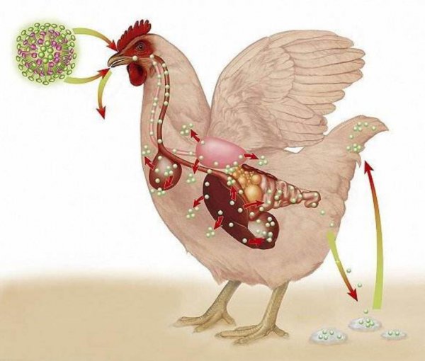 狮头鹅为什么那么贵