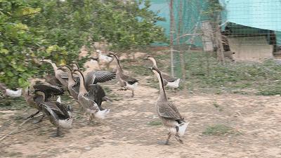 狮头鹅为什么那么贵