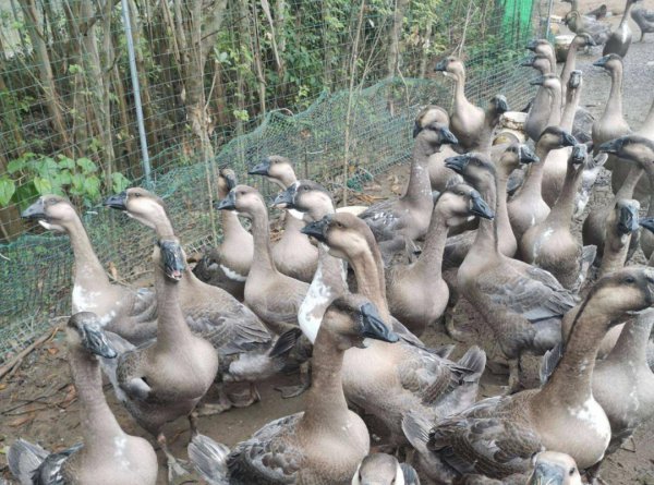 狮头鹅为什么那么贵